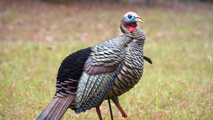 Using Decoys - Turkey Hunting 101