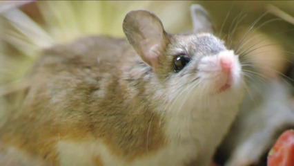 Grasshopper Mouse