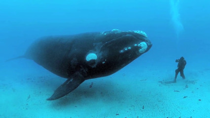 Bowhead Whale