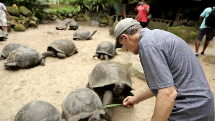 Tortoise