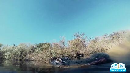 Iguane