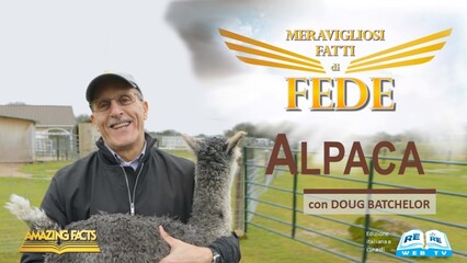 Alpacas